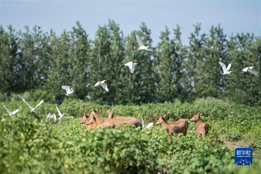 （新華全媒頭條·聚焦生物多樣性大會(huì)·圖文互動(dòng)）（9）攜手同行，開(kāi)啟人類高質(zhì)量發(fā)展新征程——習(xí)近平主席在《生物多樣性公約》第十五次締約方大會(huì)領(lǐng)導(dǎo)人峰會(huì)上的主旨講話解讀